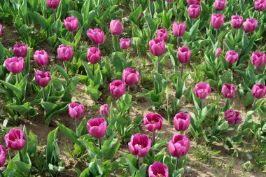 Parlak laleler, bahar manzara