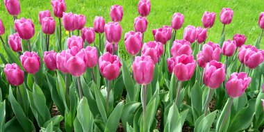 Mor laleler, yeşil çim