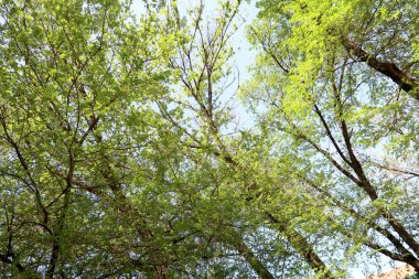 Gökyüzüne aşağıdan görünümünde ağaçlarının dalları