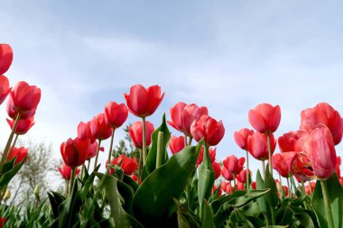 Gökyüzü, Çiçek Lale görüntülemek aşağıdan