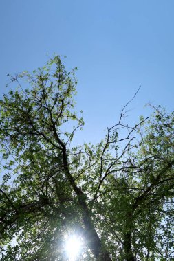 Gökyüzüne aşağıdan görünümünde ağaçlarının dalları