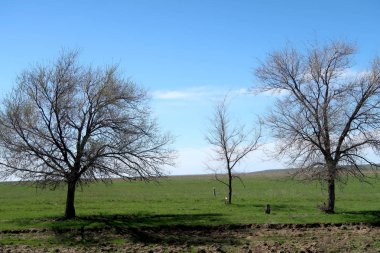 Yeşil çayır çimen ekilebilir, bahar