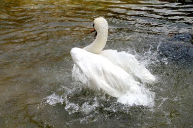 Beyaz Kuğu suya temizlenir