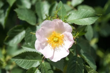 Çiçek dogrose, bahar