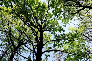 Gökyüzüne aşağıdan görünümünde ağaçlarının dalları