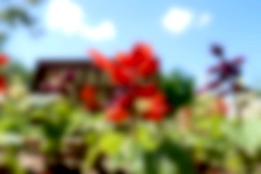 Bulanık arka plan kırmızı çiçekler