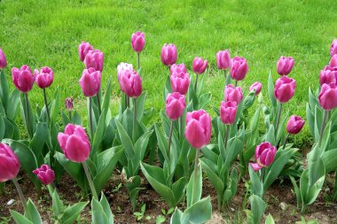 Mor laleler, yeşil çim