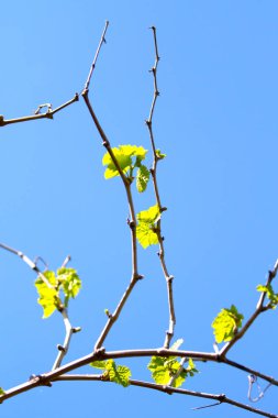 Gökyüzüne karşı yeşil yapraklar