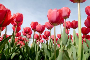Gökyüzü, Çiçek Lale görüntülemek aşağıdan