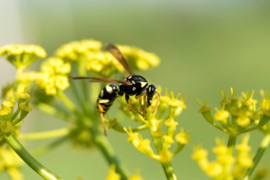 WASP sarı bir çiçek üzerinde Kapat