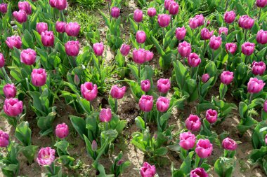 Parlak laleler, bahar manzara