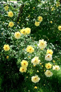 Çiçekler sarı güller, bahar