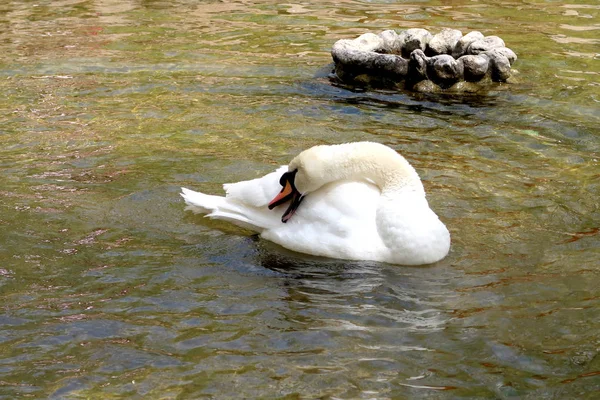 Cisne Blanco Limpia Agua — Foto de Stock