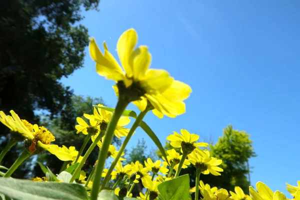 Fondo Con Hermosas Flores Amarillas —  Fotos de Stock