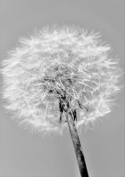 Dandelion Fundo Preto Branco — Fotografia de Stock