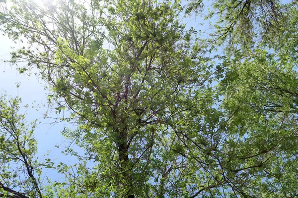 Ветви Деревьев Поле Зрения Снизу Небо — стоковое фото