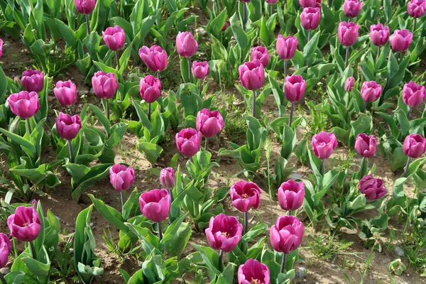 Parlak laleler, bahar manzara