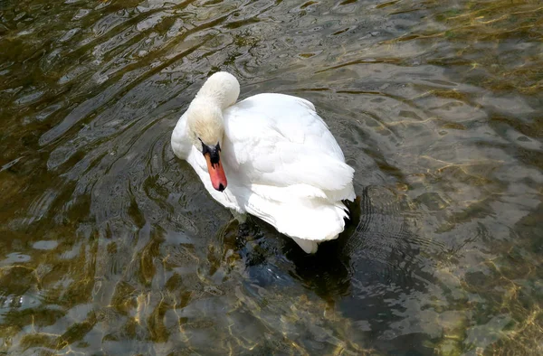 Beyaz Kuğu suya temizlenir