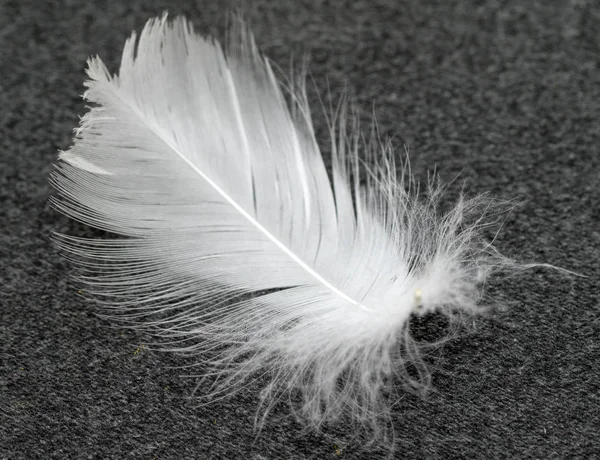 White swan feather macro