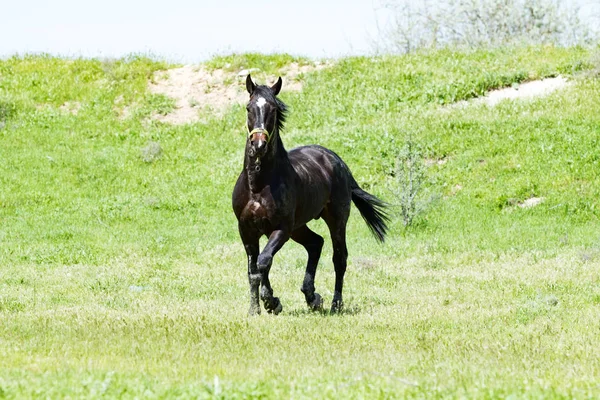 Dark Horse Groen Gras — Stockfoto
