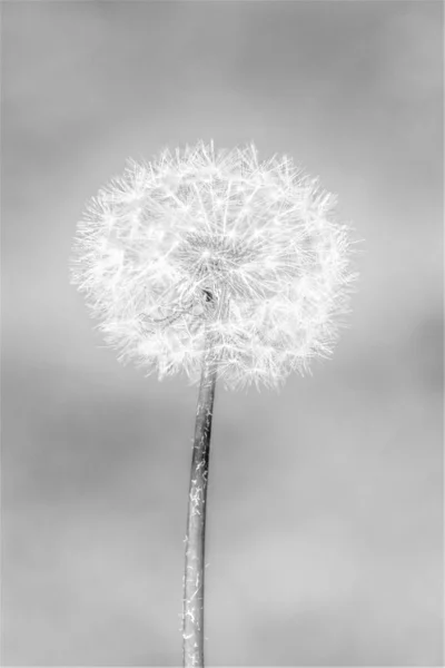 Diente León Fondo Blanco Negro — Foto de Stock