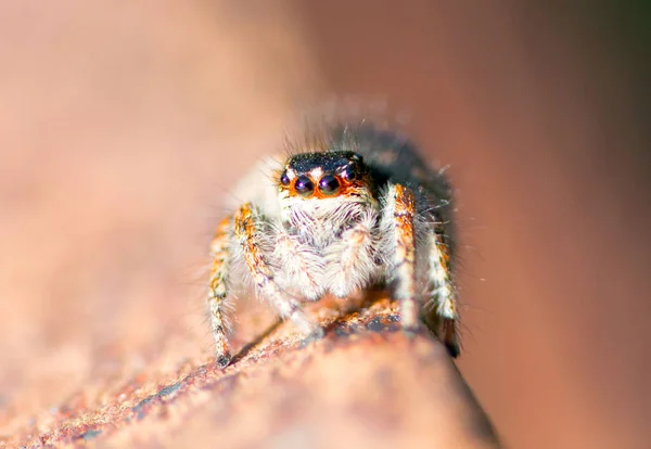 Aranha Perto Vida Selvagem Macro — Fotografia de Stock