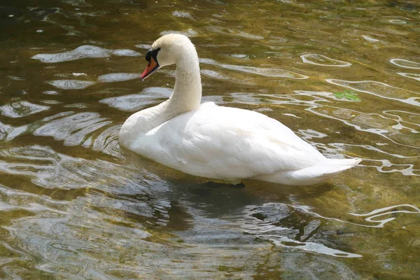 Cisne Blanco Limpia Agua —  Fotos de Stock