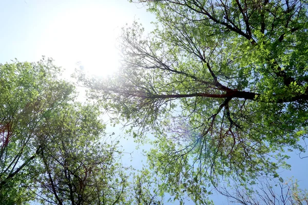 Gökyüzüne aşağıdan görünümünde ağaçlarının dalları