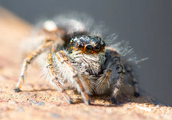 Spider Dicht Omhoog Macro Wildlife — Stockfoto