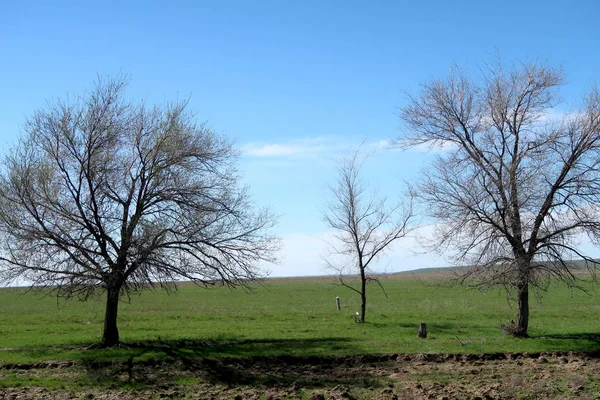 Yeşil çayır çimen ekilebilir, bahar