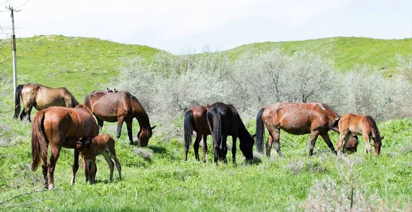 Bir bahar çayır ata