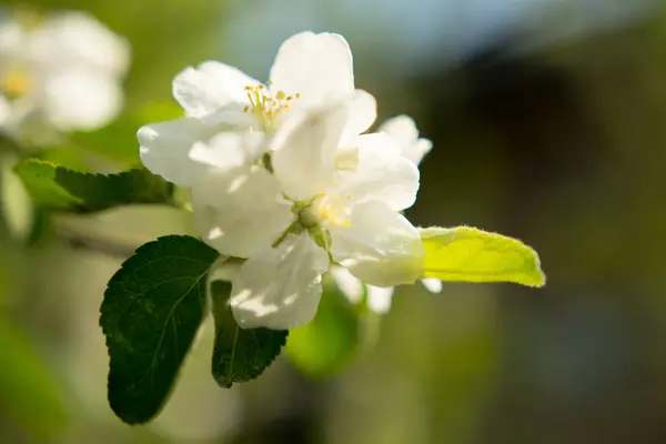 Flor Manzano Fondo Primavera — Foto de Stock