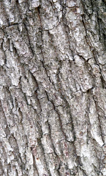 Corteccia Grigia Una Struttura Albero — Foto Stock