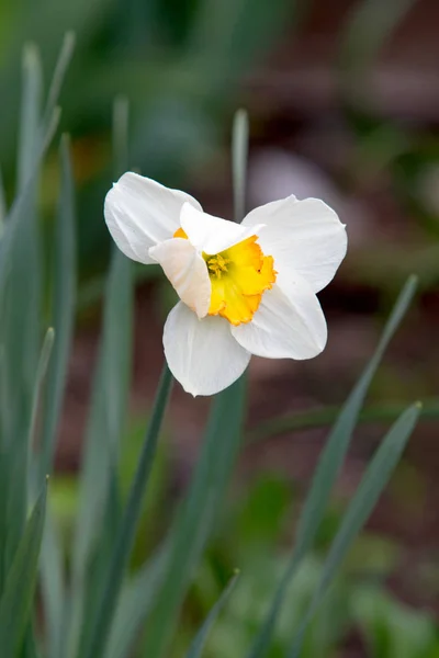 Primavera Flor Narciso Fresco —  Fotos de Stock