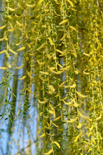 Willow Tree Blooms — Stock Photo, Image