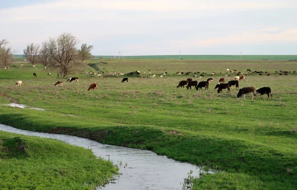 Корови Зеленому Луговому Весняному Пейзажі — стокове фото