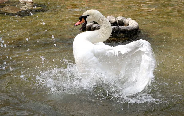 Beyaz Kuğu suya temizlenir