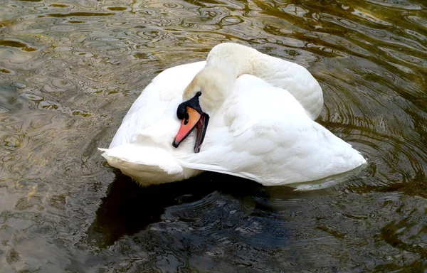 Cygne Blanc Est Nettoyé Dans Eau — Photo