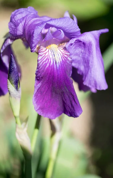 Iris Bloemen Natuur — Stockfoto