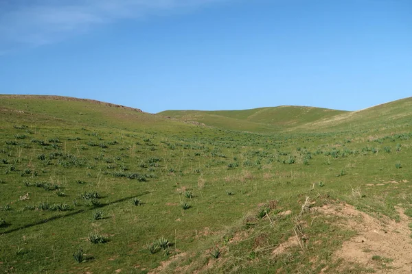 Vue Panoramique Sur Les Collines Verdoyantes Steppe — Photo