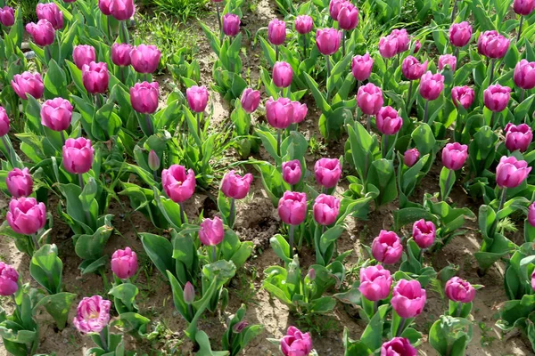 Parlak laleler, bahar manzara