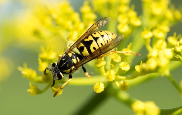 Vespa Uma Flor Amarela Perto — Fotografia de Stock