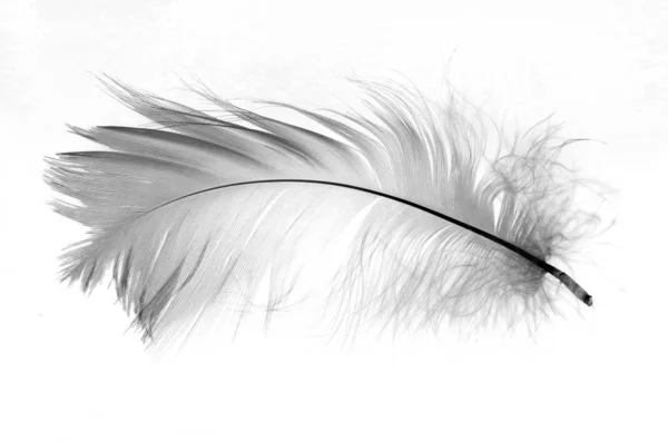 White Feather Isolated White Background — Stock Photo, Image