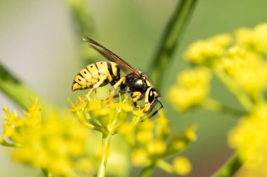 WASP sarı bir çiçek üzerinde Kapat