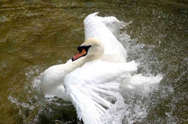 Gölette beyaz kuğu