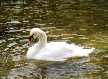 Beyaz Kuğu suya temizlenir