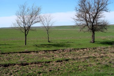 Yeşil çayır çimen ekilebilir, bahar