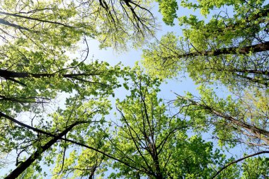 Gökyüzüne aşağıdan görünümünde ağaçlarının dalları
