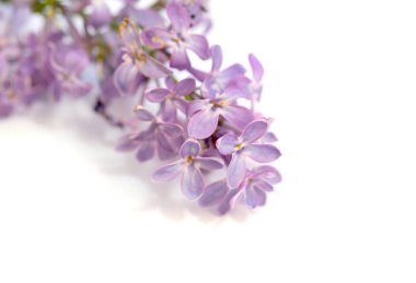 Beyaz arkaplanda leylak çiçekleri