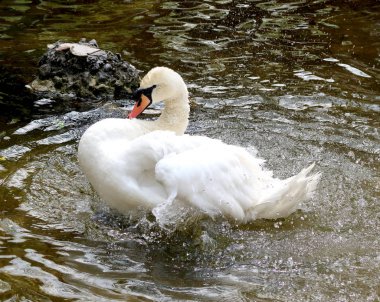 Beyaz Kuğu suya temizlenir